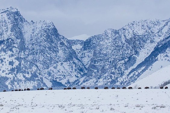 A wide shot of a row of buffalo walking across Grand Teton National Park