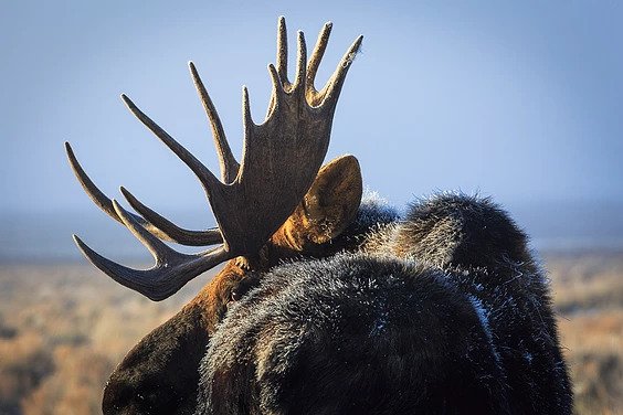 A profile shot of an elk in the Grand Teton National Park