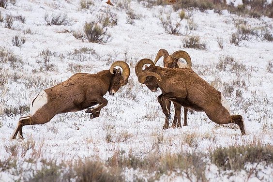 Two bucks prepare to buck each other in Grand Teton National Park